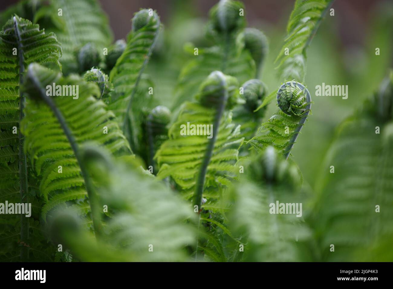 Helecho. Hojas rodadas de un arbusto de helechos joven en el bosque en primavera Foto de stock