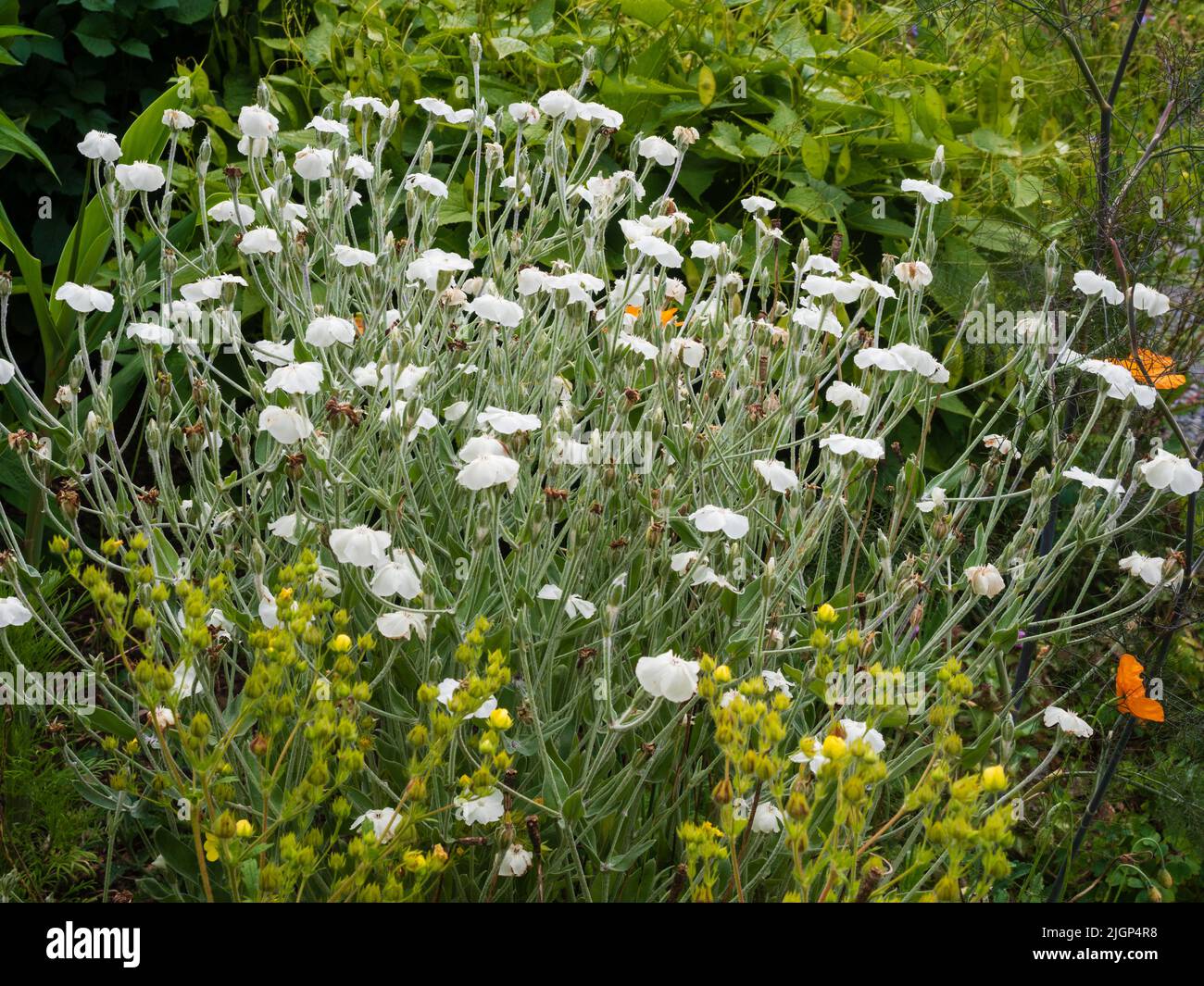 Flores blancas de la perenne jardín de la cabaña de hojas plateadas, Lychnis coronaria 'Alba' Foto de stock