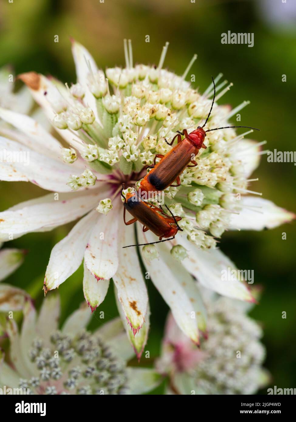 Escarabajos soldados anaranjados, Rhagonycha fulva, apareamiento sobre una cabeza de flor de la maestra perenne resistente, Astrantia Major Foto de stock