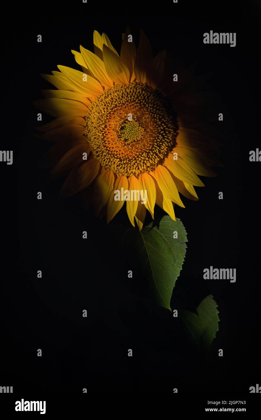 Detalles de Sunflower Shoot en Studio sobre fondo negro Foto de stock