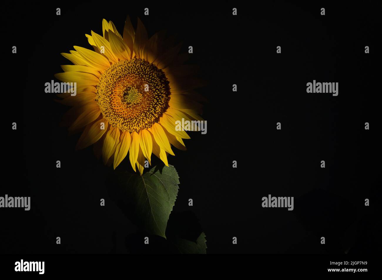 Detalles de Sunflower Shoot en Studio sobre fondo negro Foto de stock