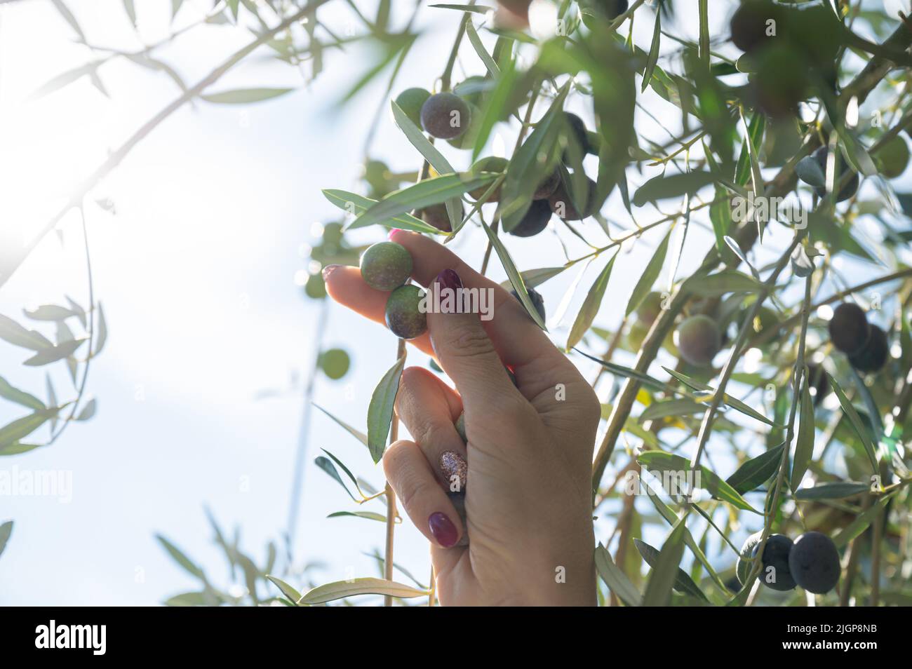Vista de ángulo bajo de la mano femenina recogiendo frutos de oliva maduros que crecen en un olivo. Foto de stock