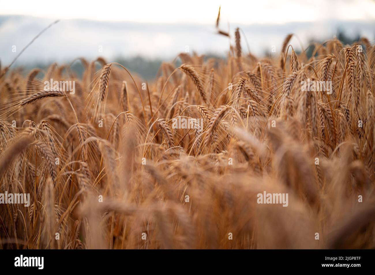 Vista de primer plano del hermoso y abundante trigo dorado que crece en el campo en verano. Foto de stock
