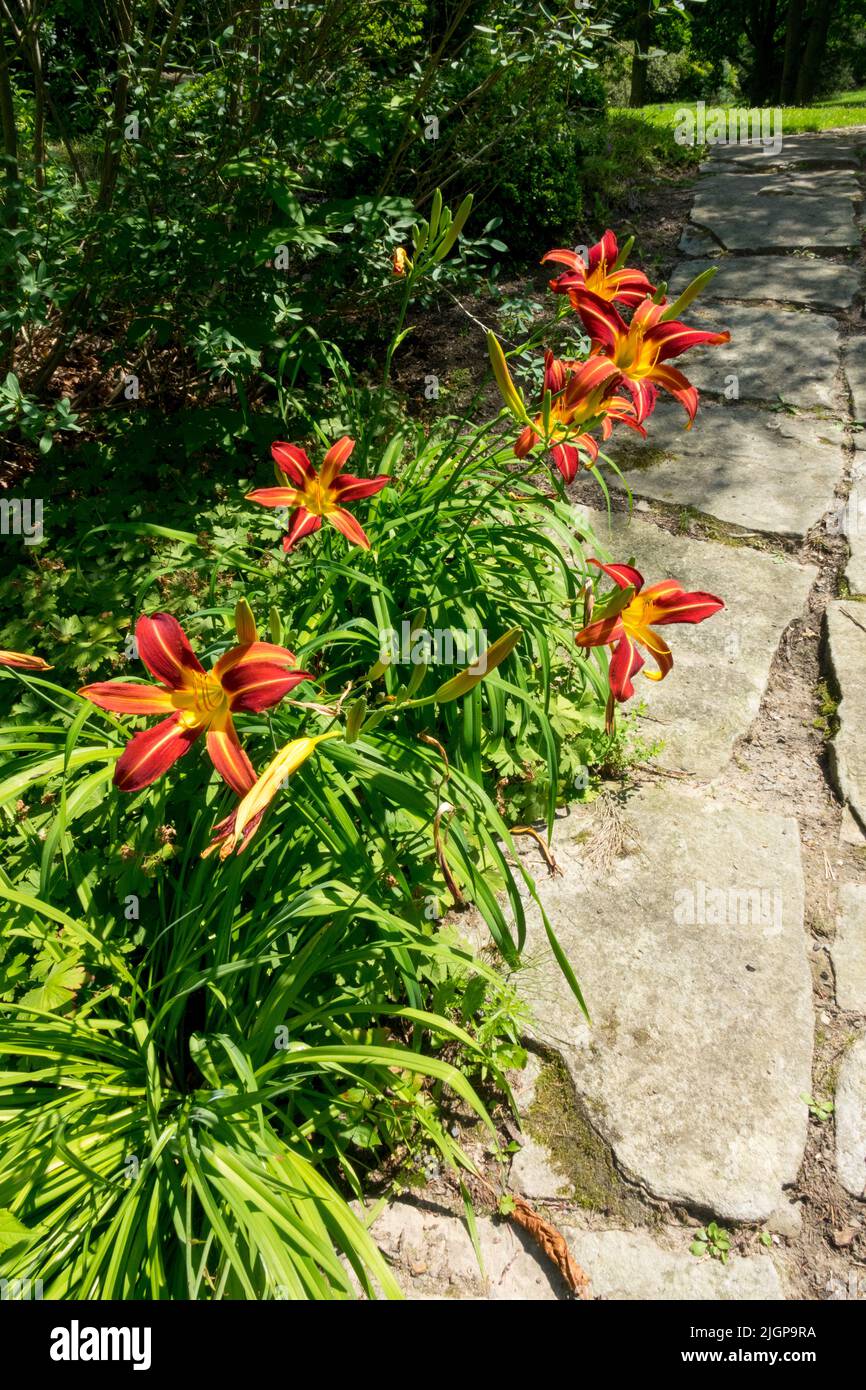 Jardín Border Flowers, Blooming, Daylily Hemerocallis, Lined, Path Foto de stock