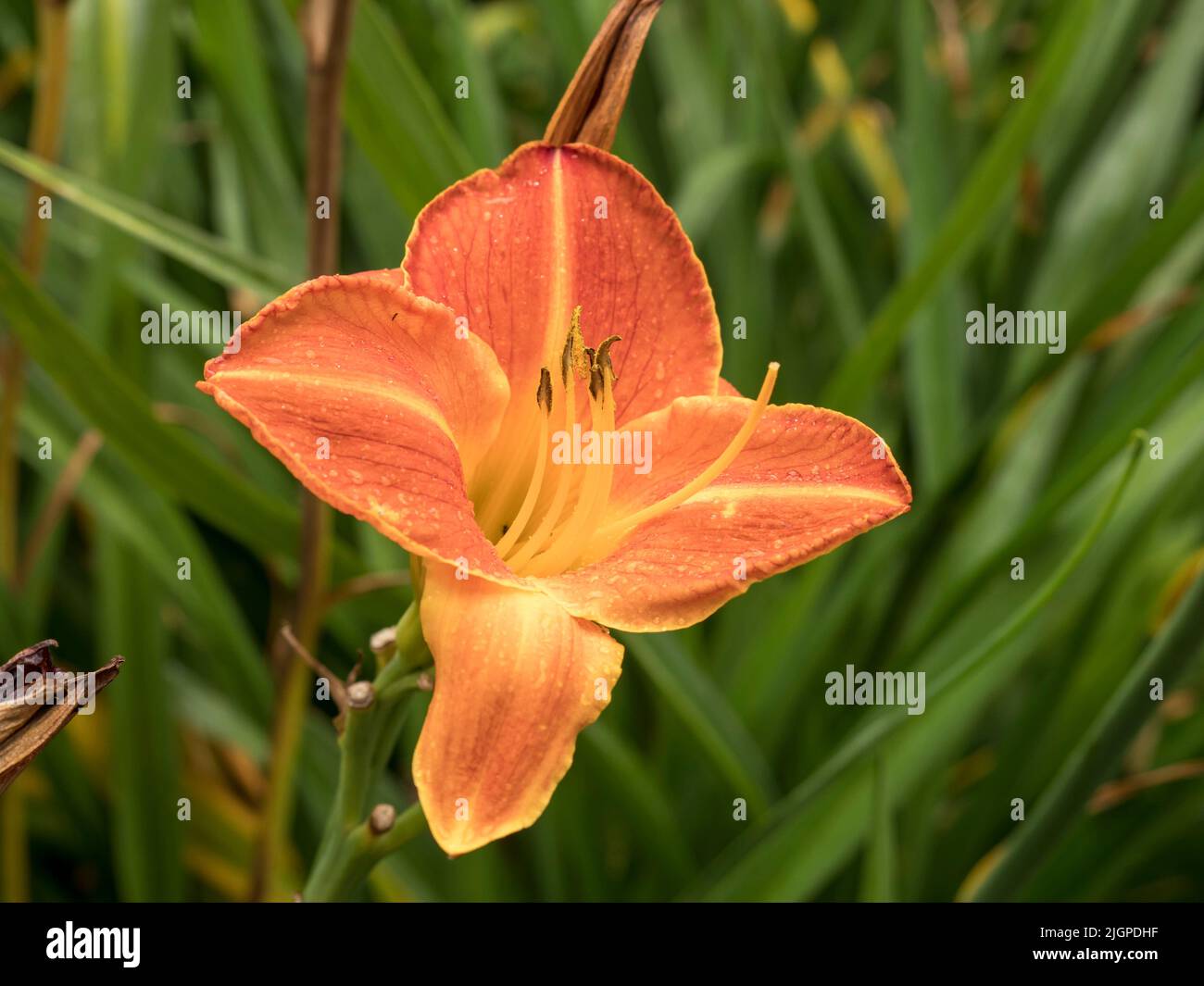 Hemerocallis variedad de flores diurnas Staghorn Sumac en un jardín Foto de stock