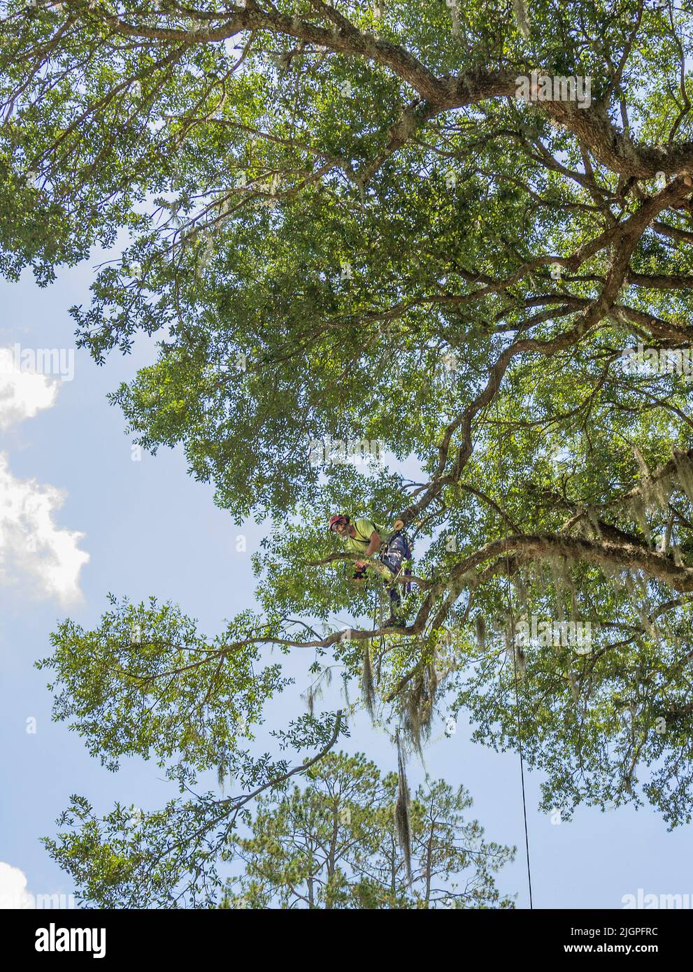 Hombres podando ramas de un árbol enorme, de cientos de años de edad vivo roble en el norte de la Florida central. Foto de stock
