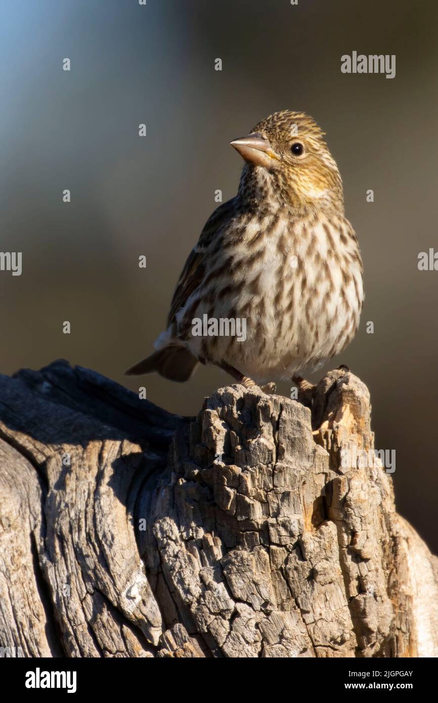 Cassin's Finch (Haemorhous cassinii), Cabin Lake Viewing Blind, Deschutes National Forest, Oregon Foto de stock