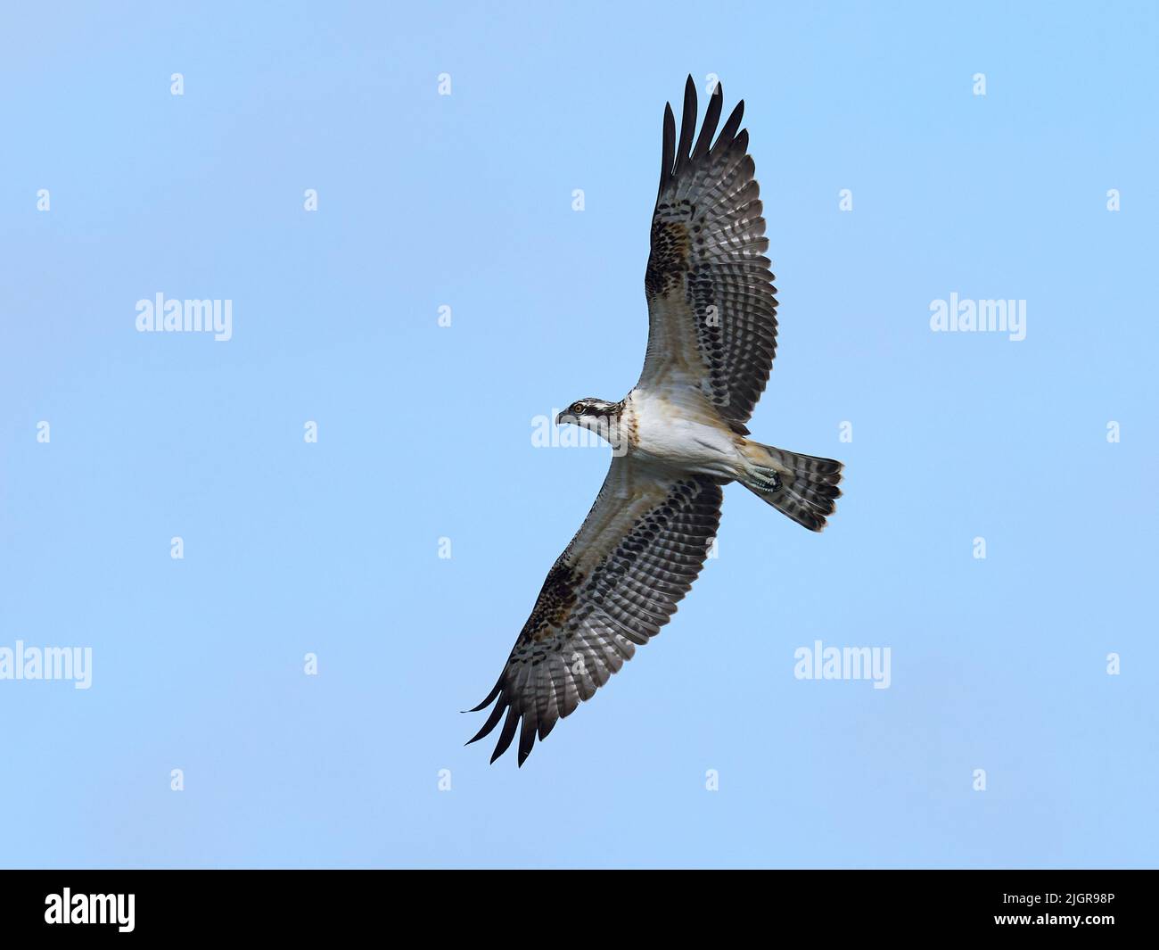 Osprey (Pandion haliaetus) en su entorno natural Foto de stock