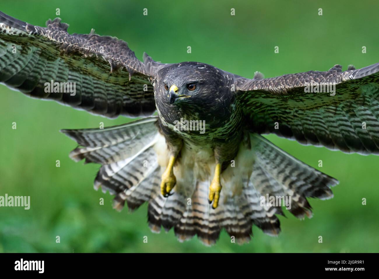 Buzzard común en vuelo con la vegetación en el fondo Foto de stock