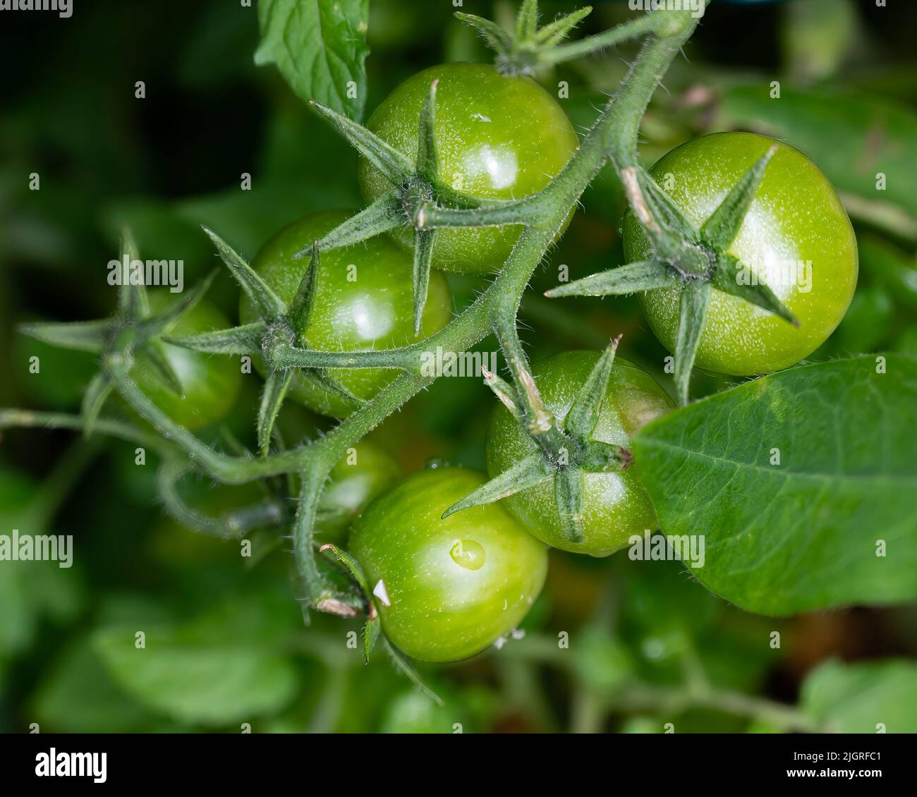 Tomates cherry verdes madurando en la vid en un jardín Foto de stock
