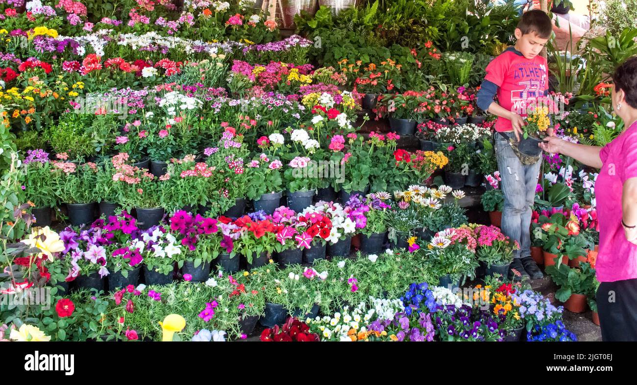 Un niño ayuda a vender flores en un puesto en México Foto de stock