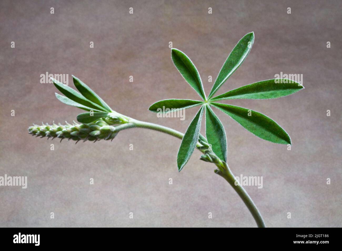 TDHe hoja de una planta silvestre de altramuces, de cerca, que crece en el río Metolius en el centro de Oregon. Foto de stock