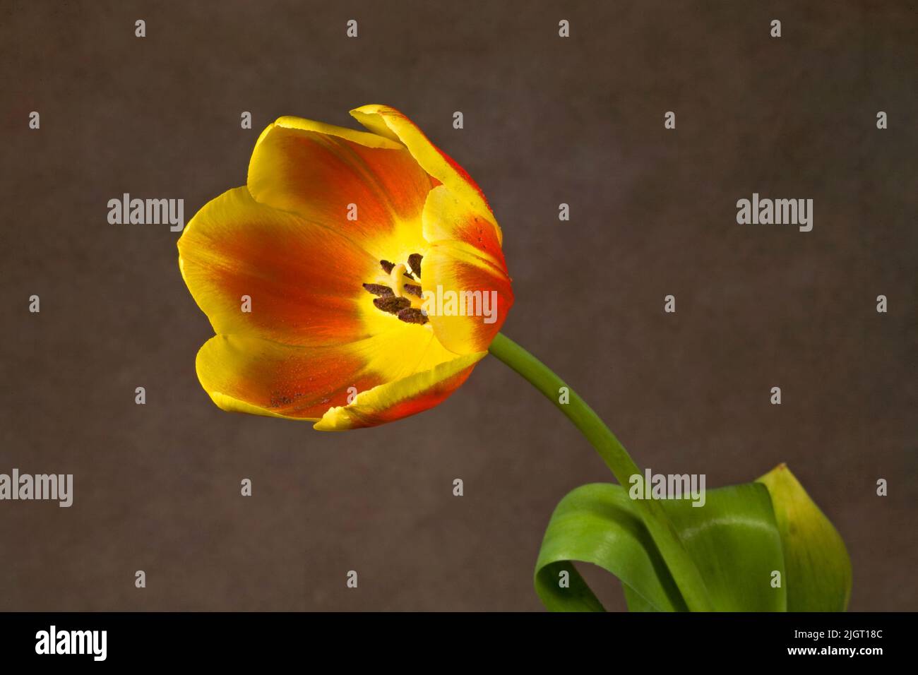 Un hermoso tulipán doméstico de color rojo y amarillo sobre un fondo liso. Foto de stock