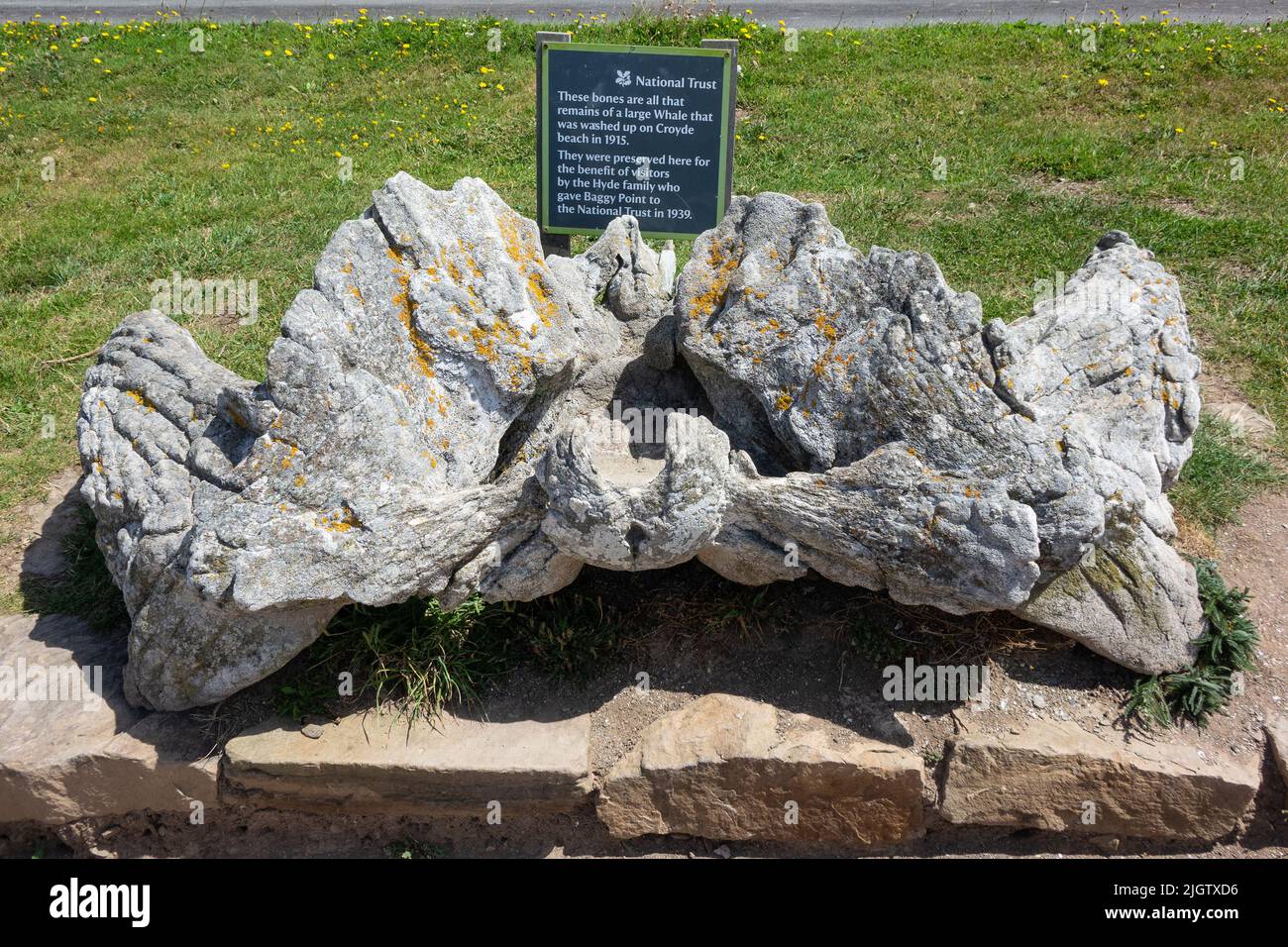 Inglaterra, Devon, Baggy Point, restos de viejos huesos de ballena Foto de stock
