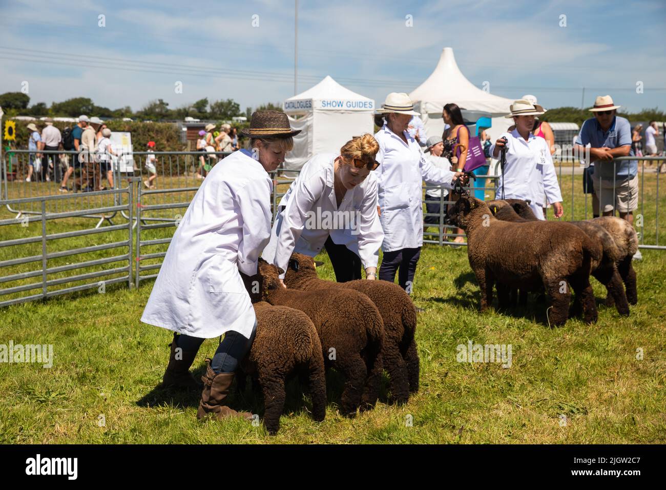 Brown Sheep en exposición en Stithians Show en un día soleado y caluroso Foto de stock