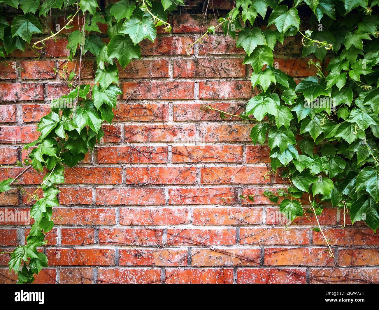 Planta de hiedra inglesa arrastrándose en la pared de ladrillo rojo, fondos urbanos de la calle con espacio de copia incluido, elemento de diseño Foto de stock