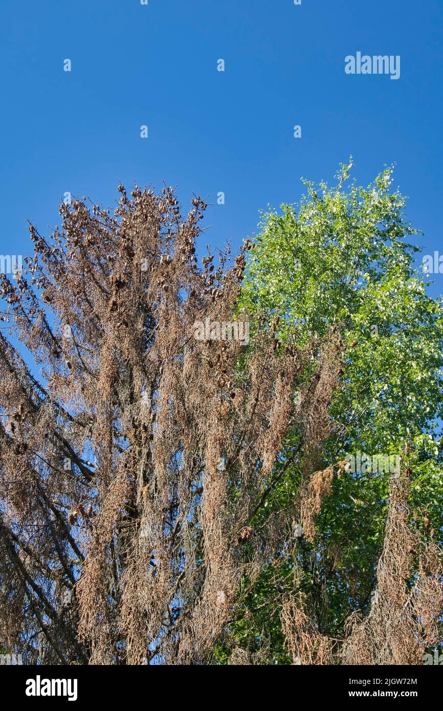 Abeto muerto con un árbol de abedul sano contra el cielo azul Foto de stock