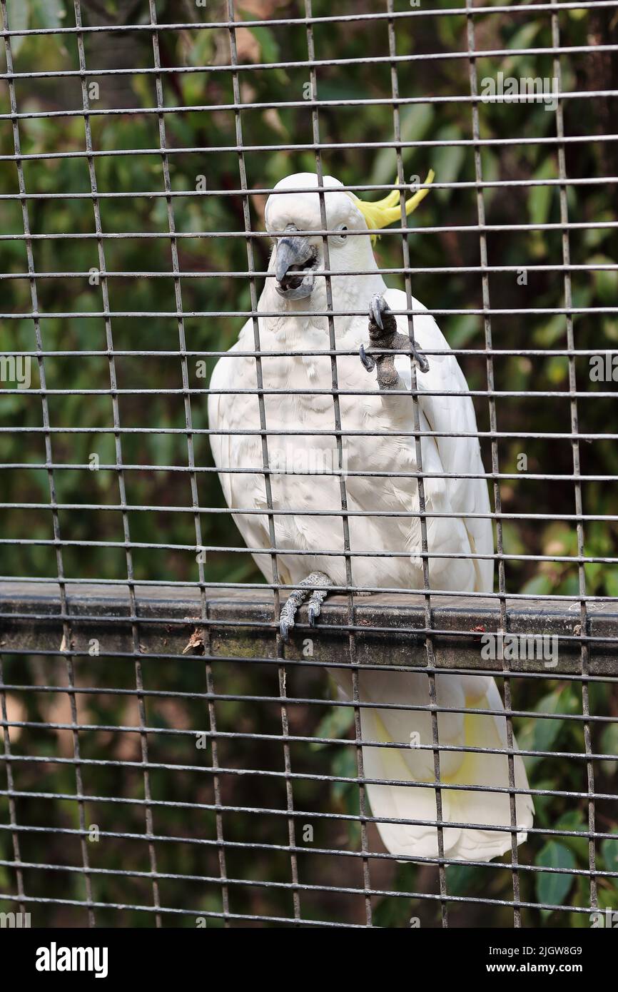 050 Sulphur crested cacatúa de ave blanca sobre una barra de metal en una jaula. Brisbane-Australia. Foto de stock