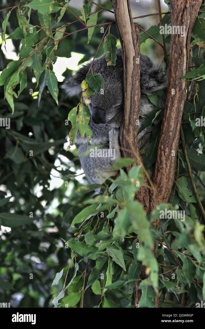 052 Koala de piel gris encaramada entre las ramas de un eucalipto. Brisbane-Australia. Foto de stock