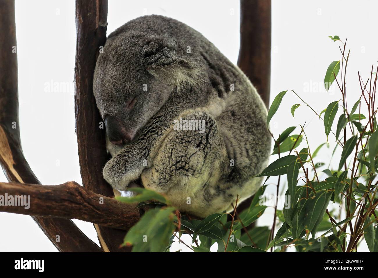053 pequeños koalas de piel gris durmiendo en las ramas de los eucaliptos. Brisbane-Australia. Foto de stock