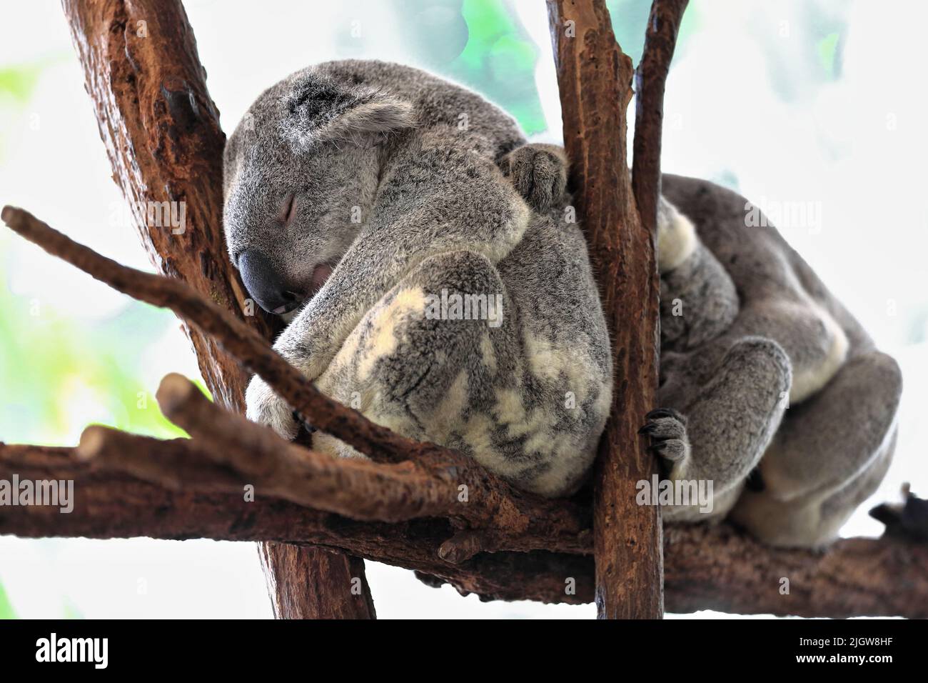055 Tres pequeños koalas de piel gris durmiendo en las ramas de los eucaliptos. Brisbane-Australia. Foto de stock