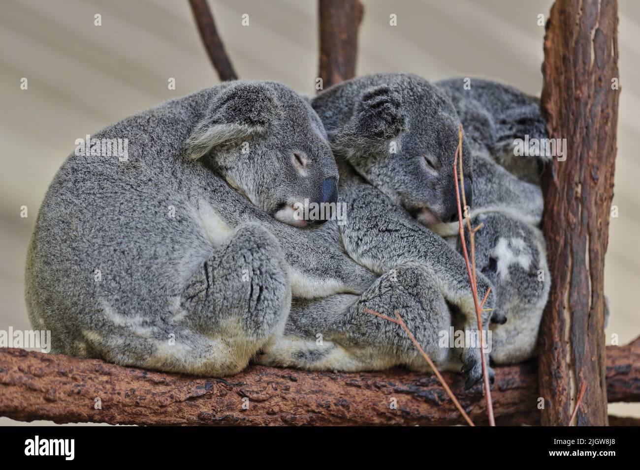 058 Tres pequeños koalas de piel gris durmiendo en las ramas de los eucaliptos. Brisbane-Australia. Foto de stock
