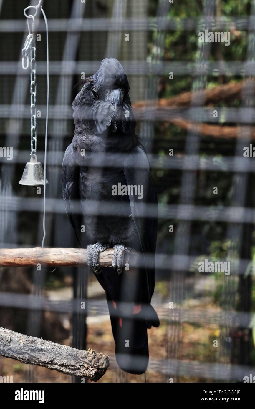 061 El pájaro negro brillante del cockatoo perchando en una barra de madera en una jaula. Brisbane-Australia. Foto de stock