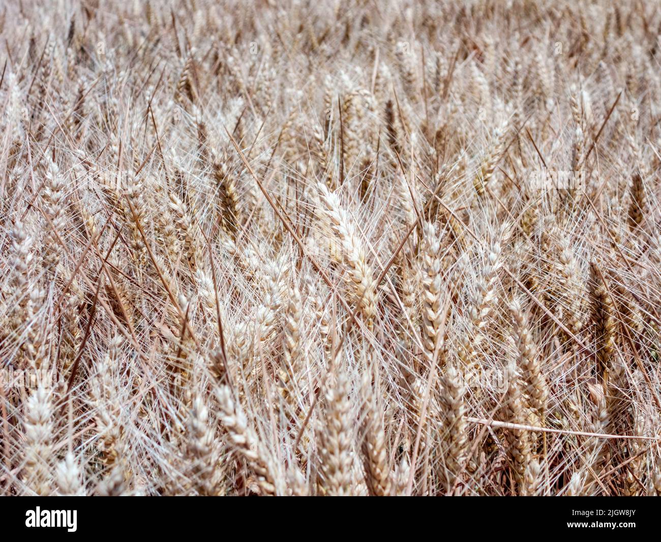 Campo de trigo de cerca Foto de stock