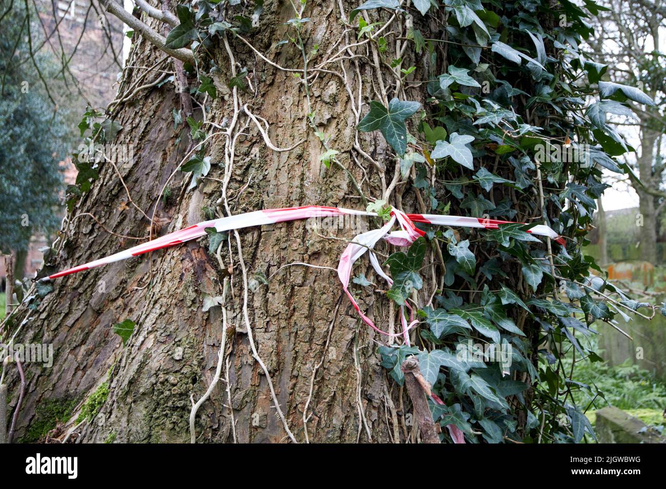 árbol marcado con cinta de peligro roja y blanca como preparación para la tala en el reino unido Foto de stock