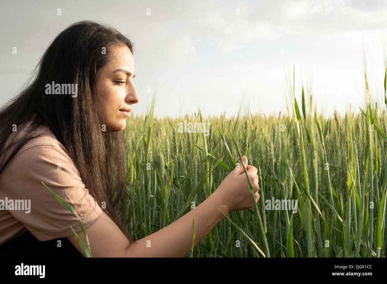 Agrónomo femenino, en campo de trigo verde agrónomo femenino que sostiene y controla mazorcas de trigo. Controla la productividad de sus cultivos. Agricultura moderna. Foto de stock