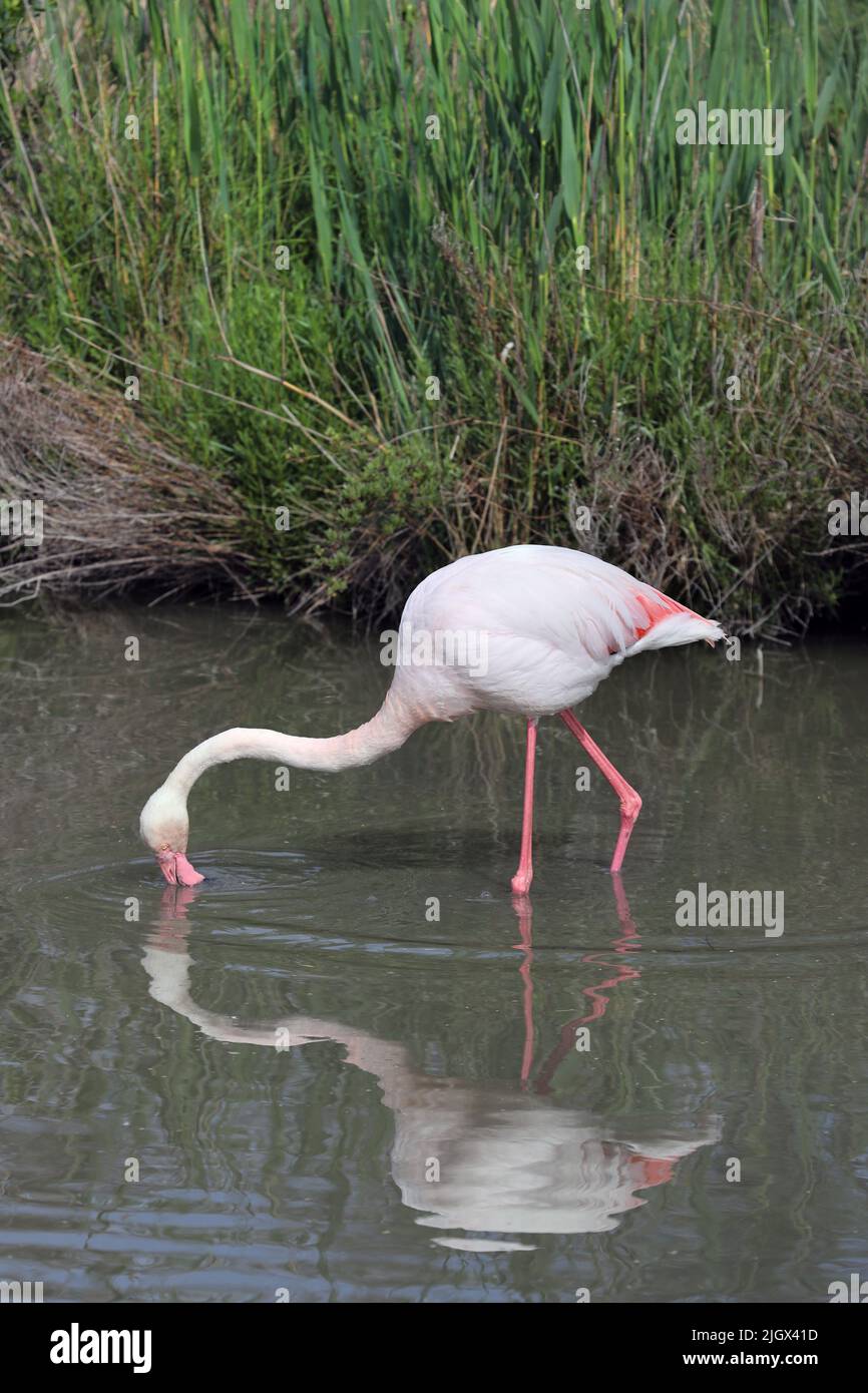 Alimentación del Flamingo Mayor (Phoenicopterus roseus), Camargue, Francia. Foto de stock