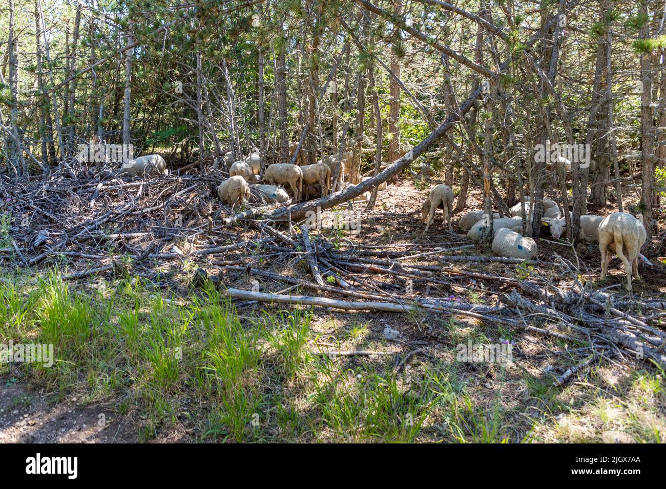 Rebaños de ovejas, están protegidos en las montañas por perros de depredadores. Los excursionistas se recomienda parar primero, para que el perro pueda obtener una impresión, Francia Foto de stock