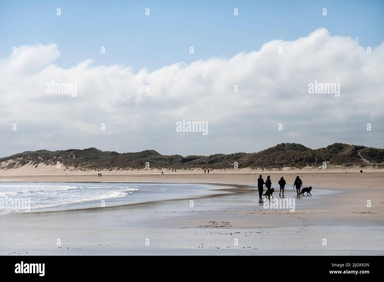 Caminantes de perros en la marea baja en Beadnell Bay Beach, Beadnell, Northumberland, Inglaterra, Reino Unido, Europa Foto de stock