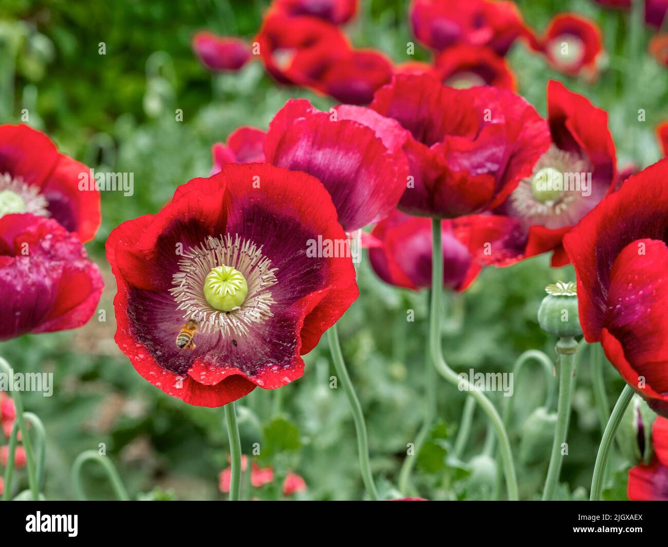 Amapolas rojas vibrantes florecen en un jardín de verano Foto de stock