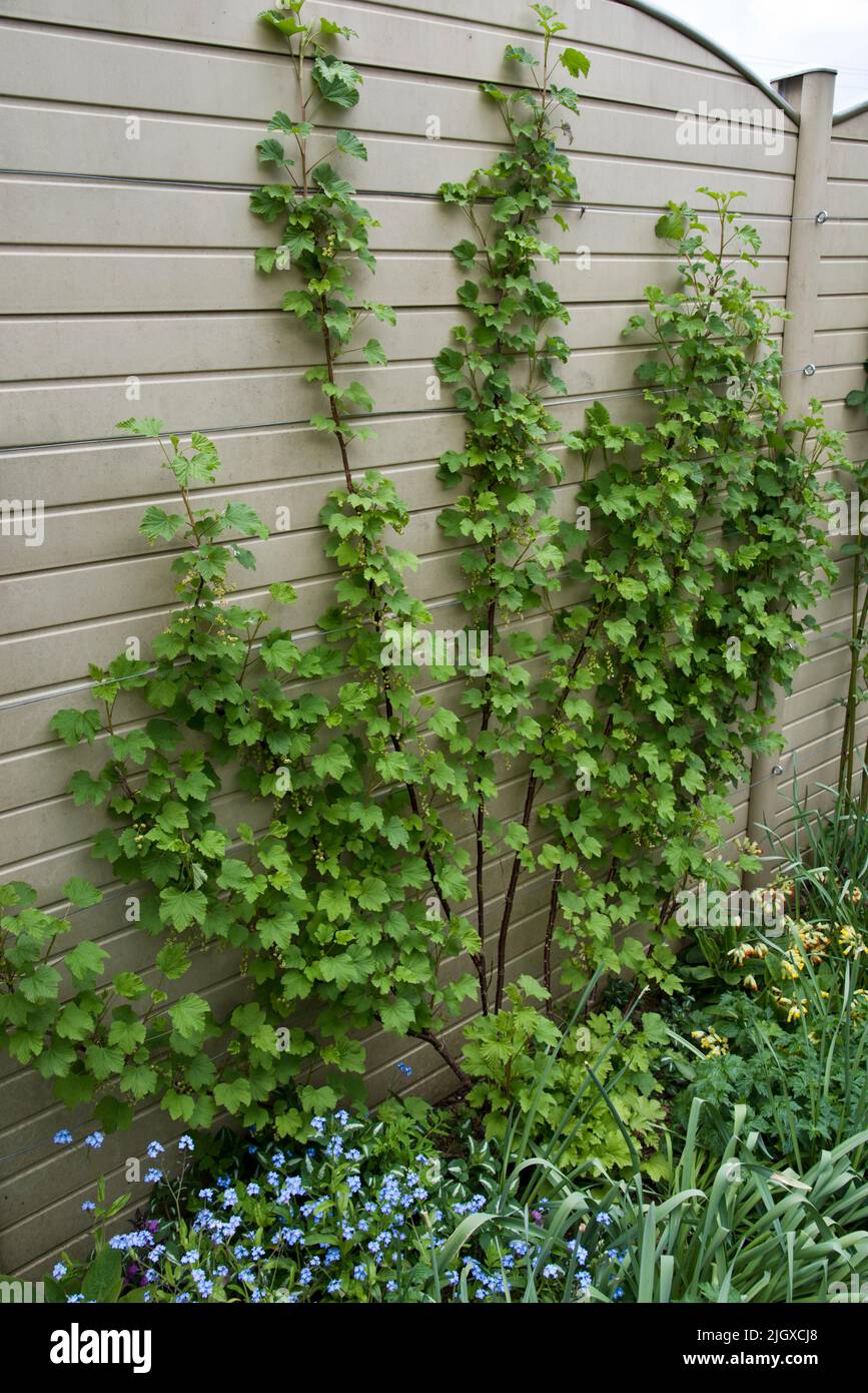 Espalier arbustos de fruta blanda creciendo contra una valla de jardín Foto de stock