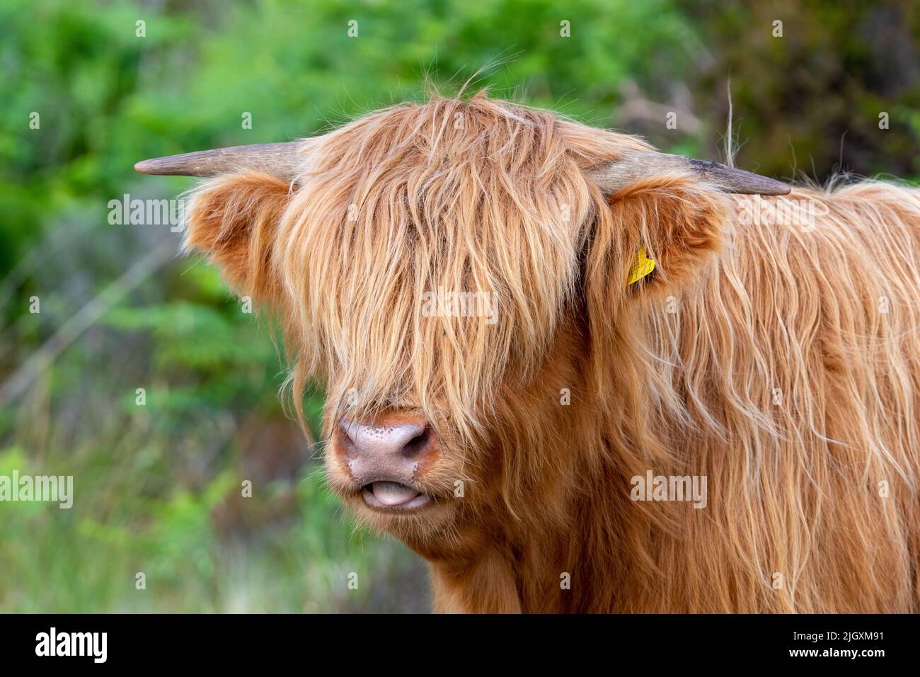 Vaca de las Tierras Altas o ganado en Lochaber, Escocia, Reino Unido Foto de stock