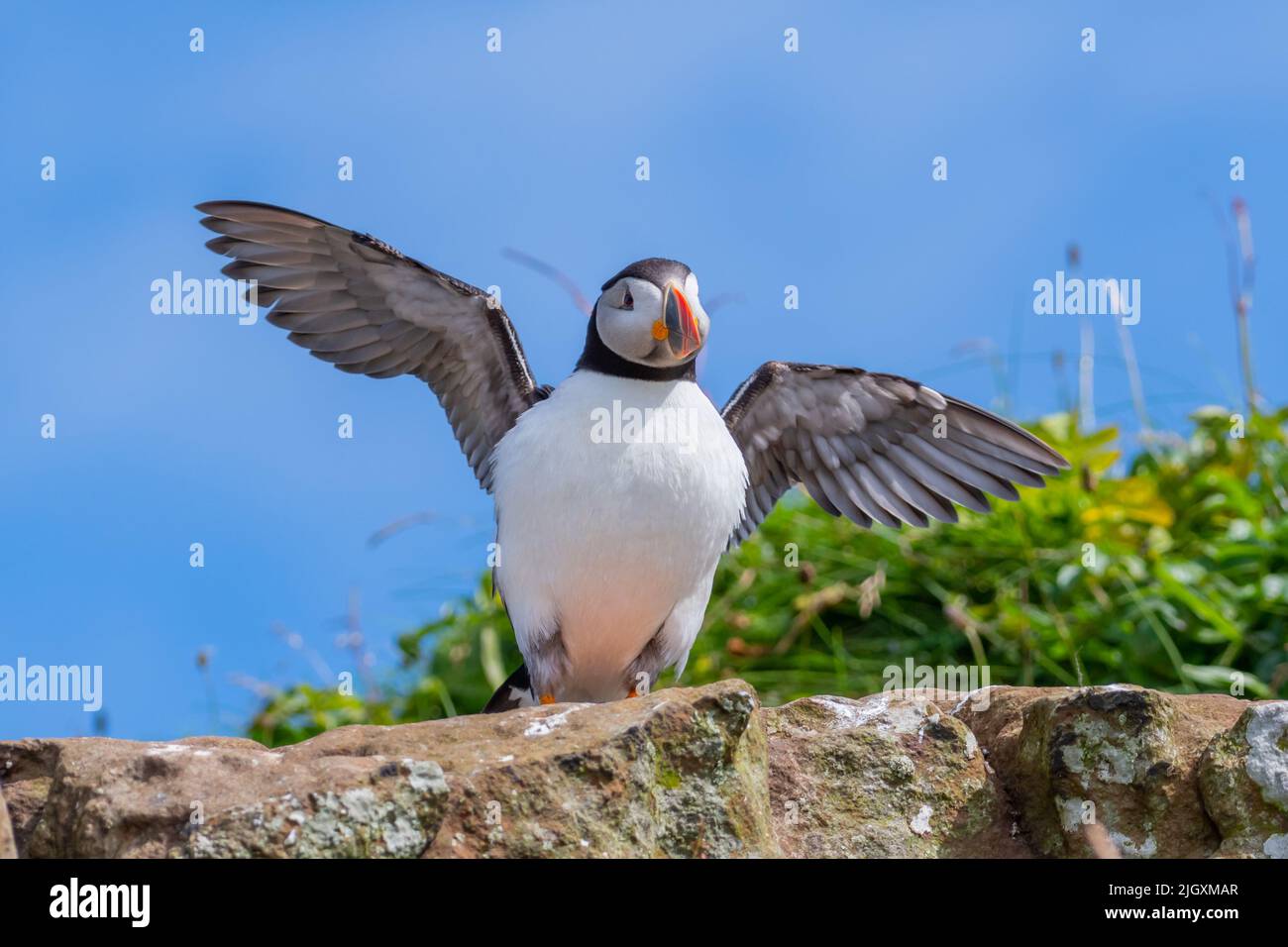 Atlantic Puffin de pie en el borde del acantilado con las alas extendidas. Expresión cómica y feliz. Isla de Lunga, Escocia, Reino Unido Foto de stock