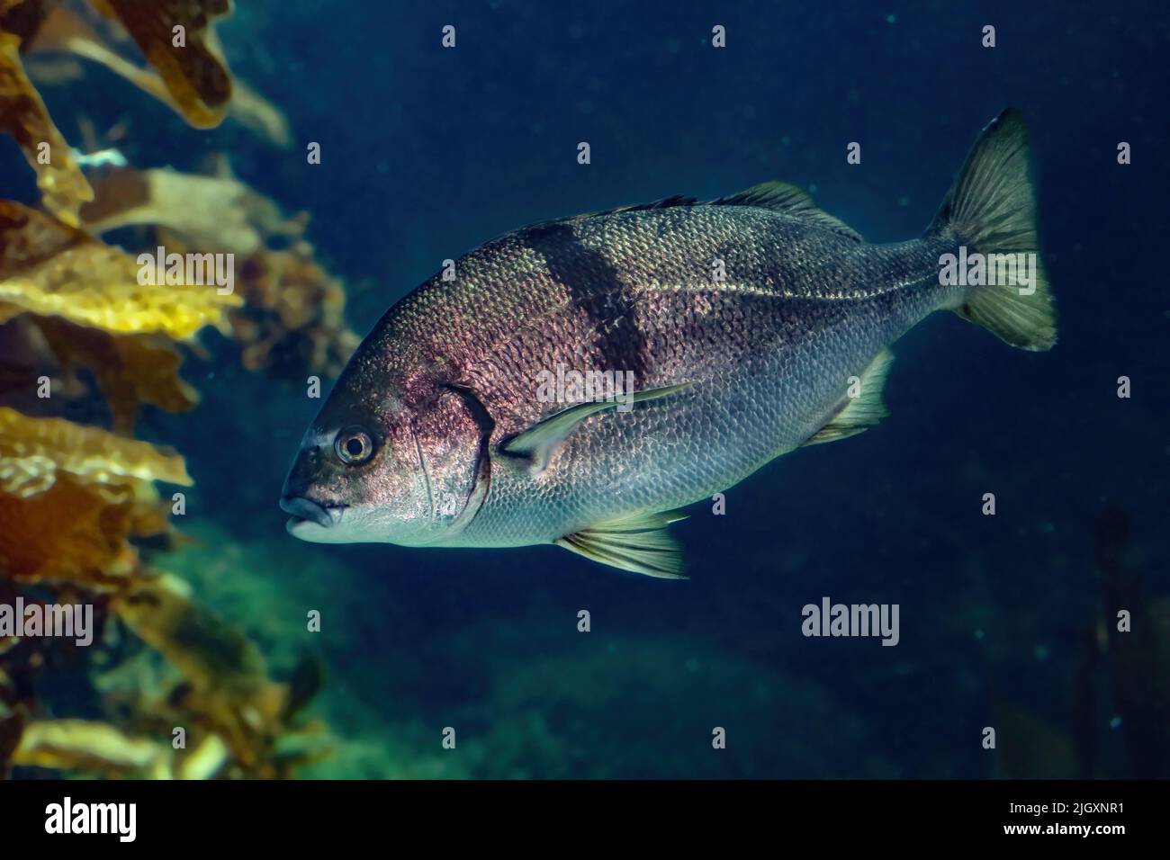 Blanco Seaperch, Phanerodon furcatus Foto de stock