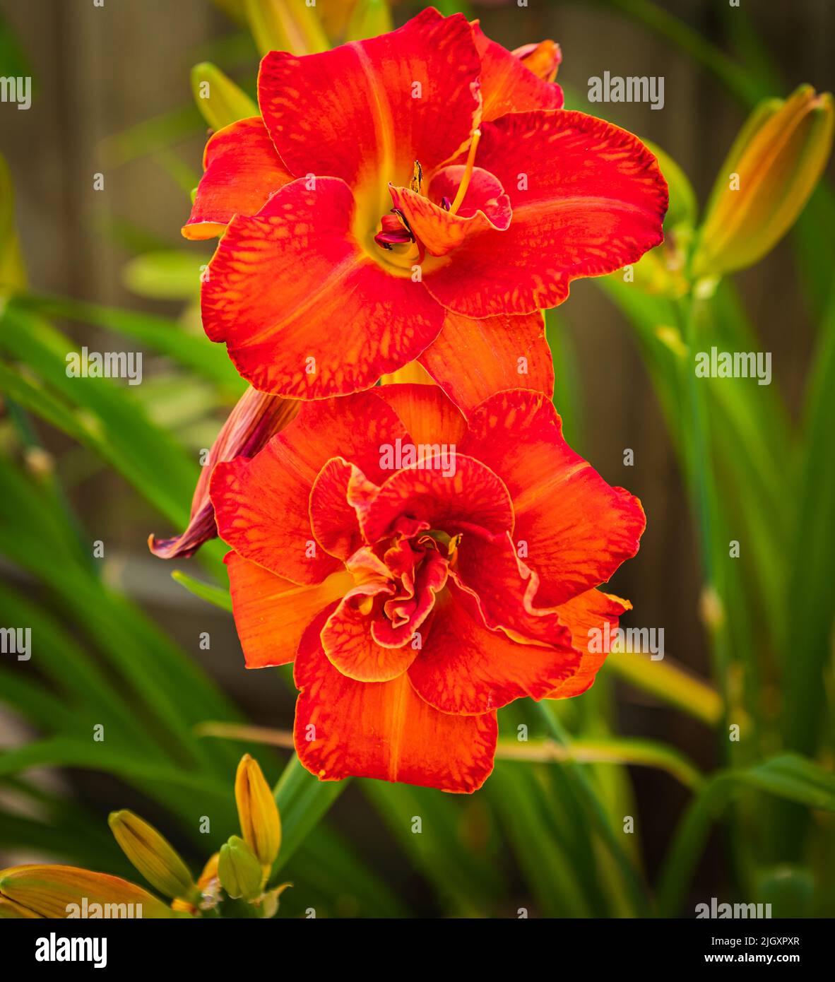 Flor de gladiolo naranja fotografías e imágenes de alta resolución - Alamy