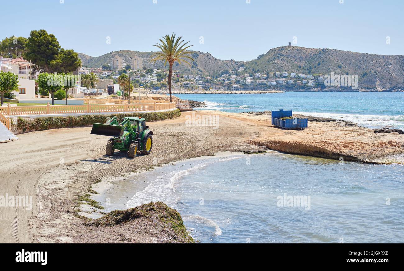 Limpieza de playas de algas marinas de la costa de Moraira. Costa Blanca, Provincia de Alicante. España Foto de stock