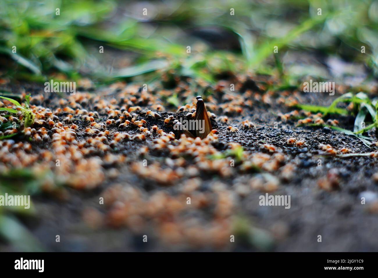 Alata insectos alados de termitas en el suelo Foto de stock