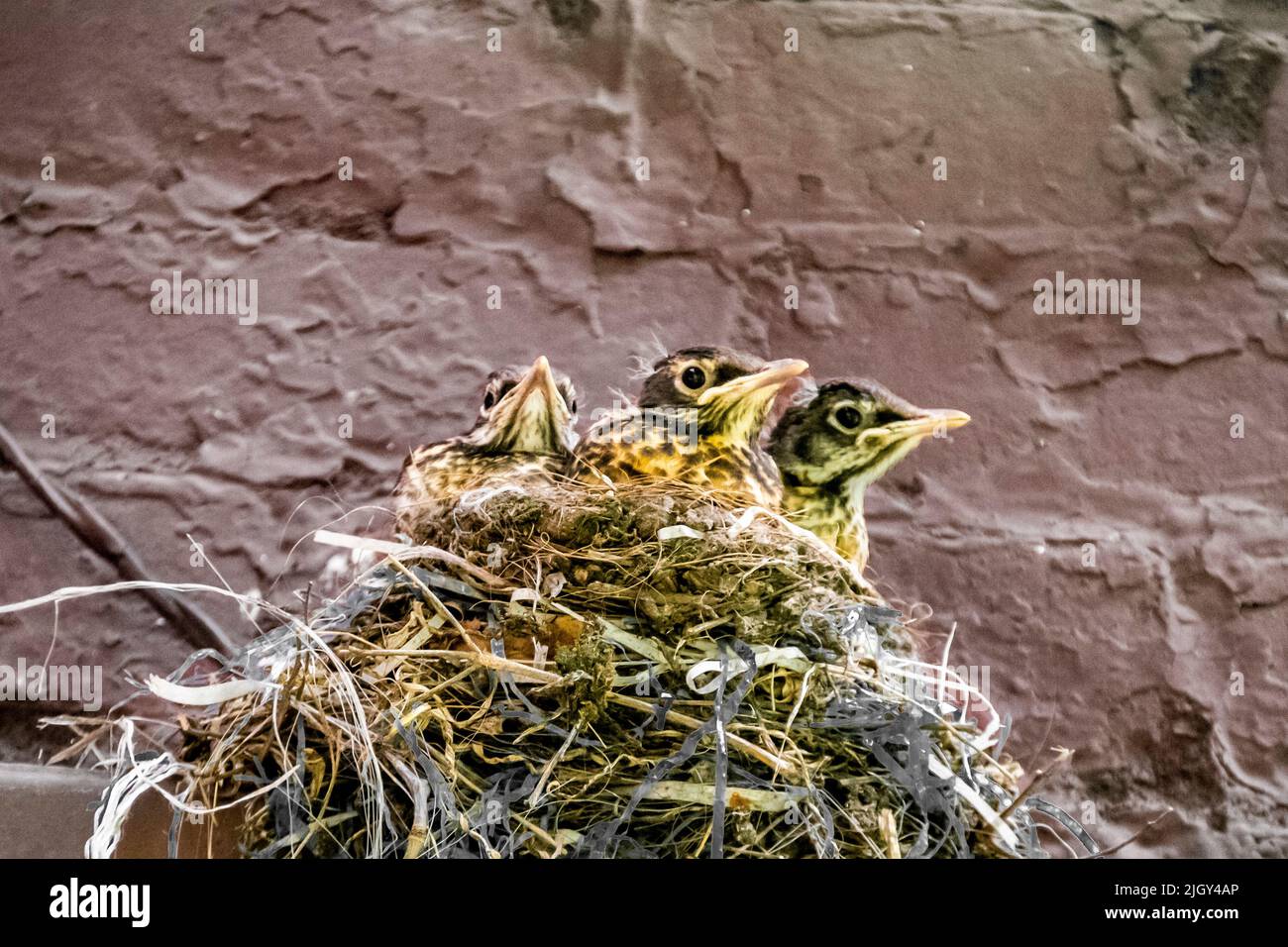 Tres estadounidenses Robin fledglings, Turdus migratortorius, en un nido en un patio en la ciudad de Nueva York, NY, EE.UU Foto de stock