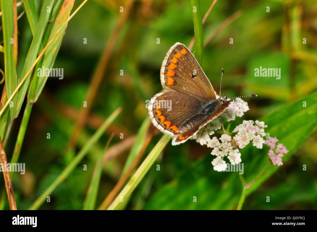 Brown Argus,'Mariposas Aricia agestis', mariposas, tiza y cerros de piedra caliza, Hampshire, Inglaterra, Reino Unido Foto de stock
