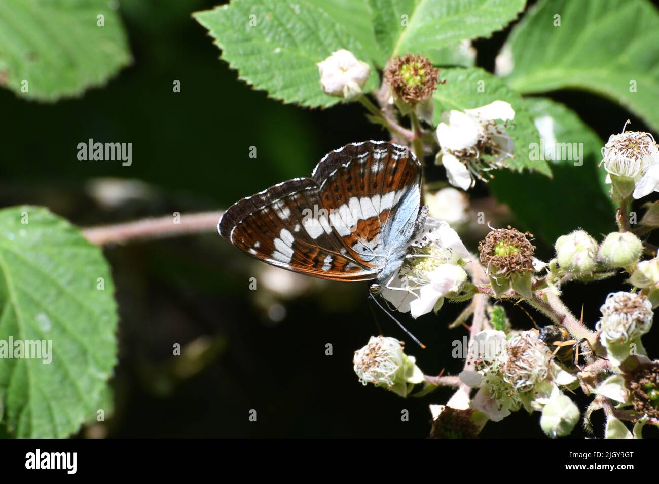 Almirante Blanco Butterfly'Limenitis camilla', bajo ala, paseos en los bosques de hojas anchas, Somerset, Inglaterra, Reino Unido Foto de stock