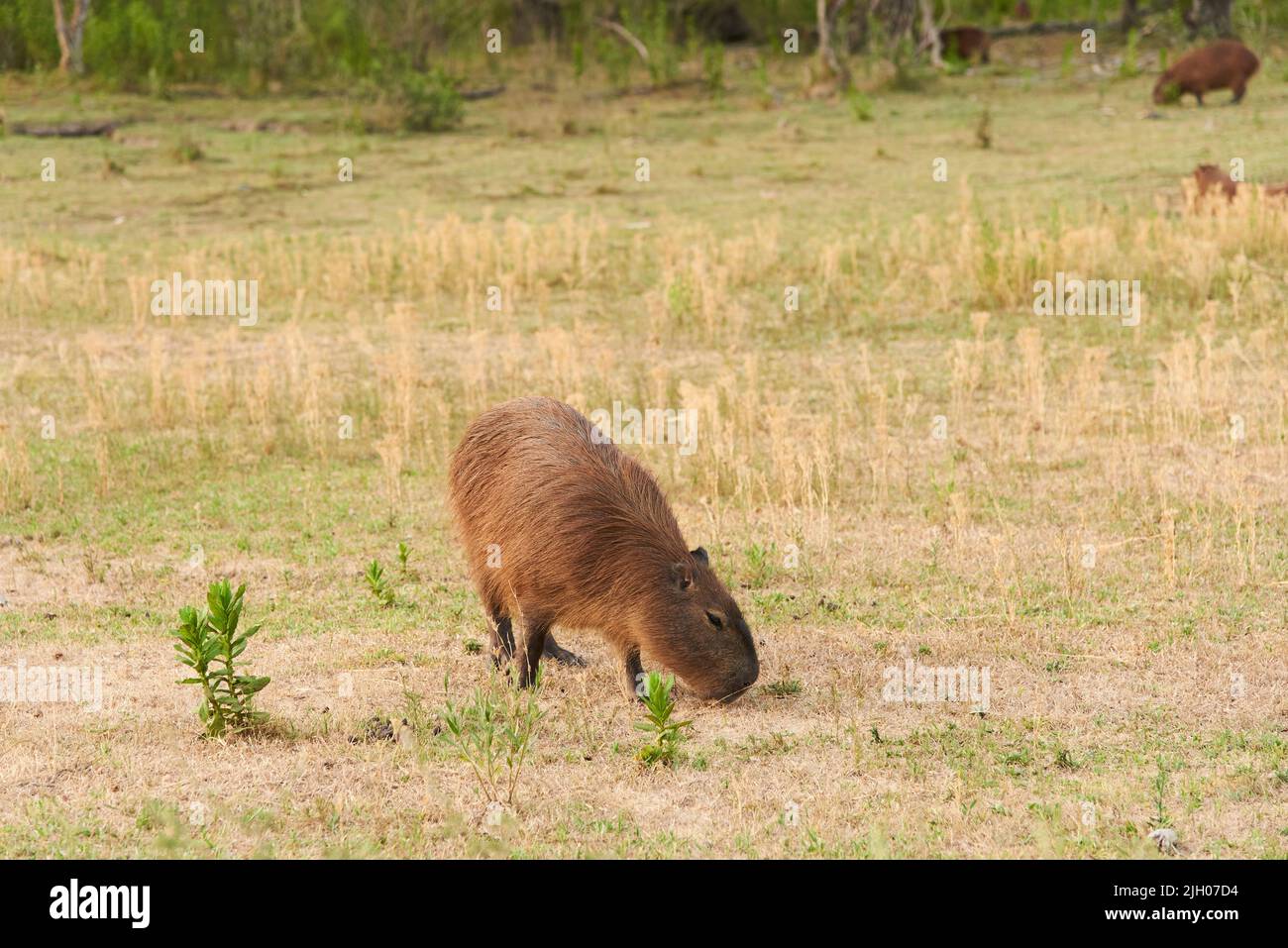 Capibara, hydrochoerus hydrochaeris, el roedor viviente más grande, nativo de América del Sur