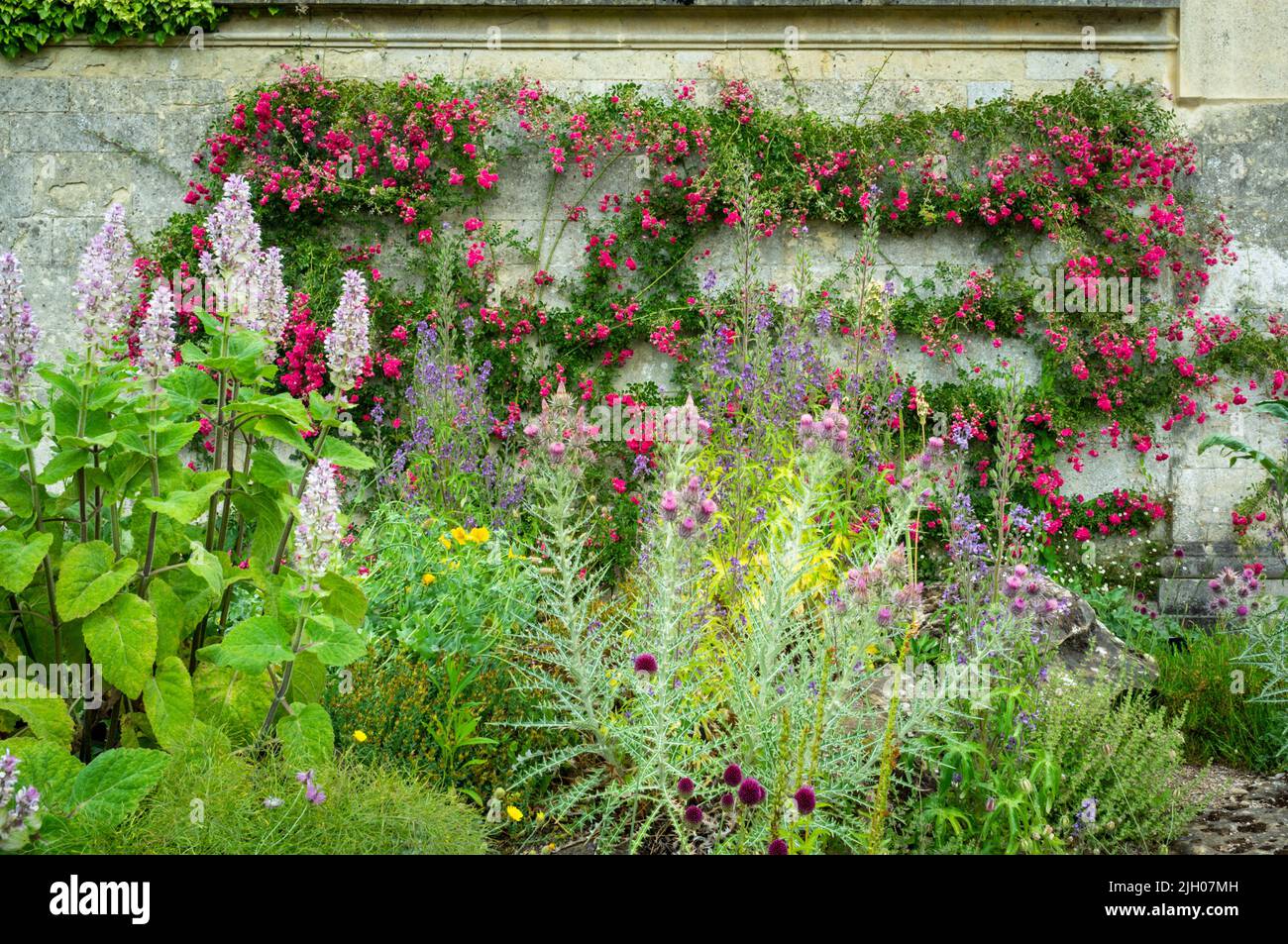 Plantas que crecen contra una pared, Jardín Botánico de Oxford, Reino Unido 2022 Foto de stock