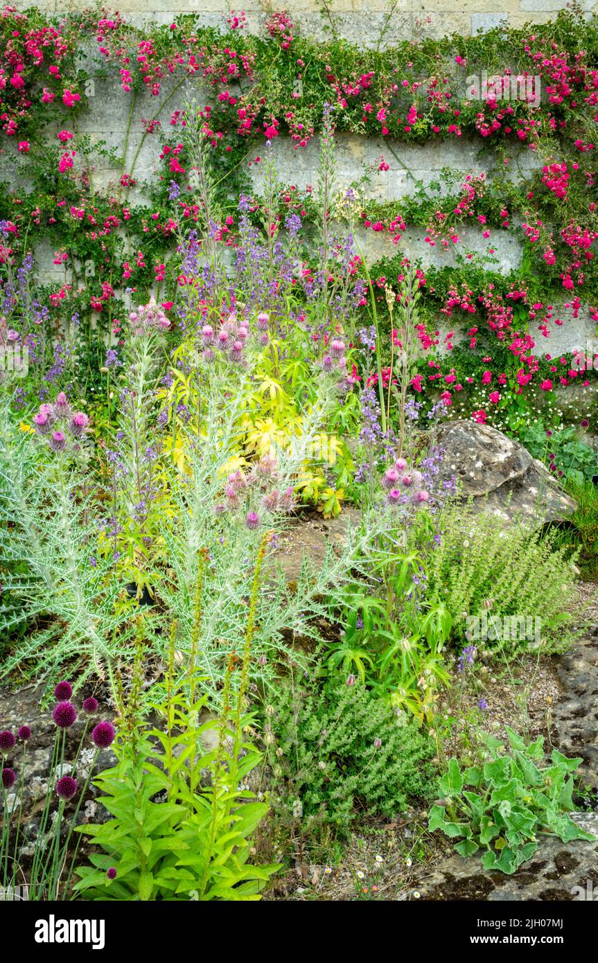 Plantas que crecen contra una pared, Jardín Botánico de Oxford, Reino Unido 2022 Foto de stock