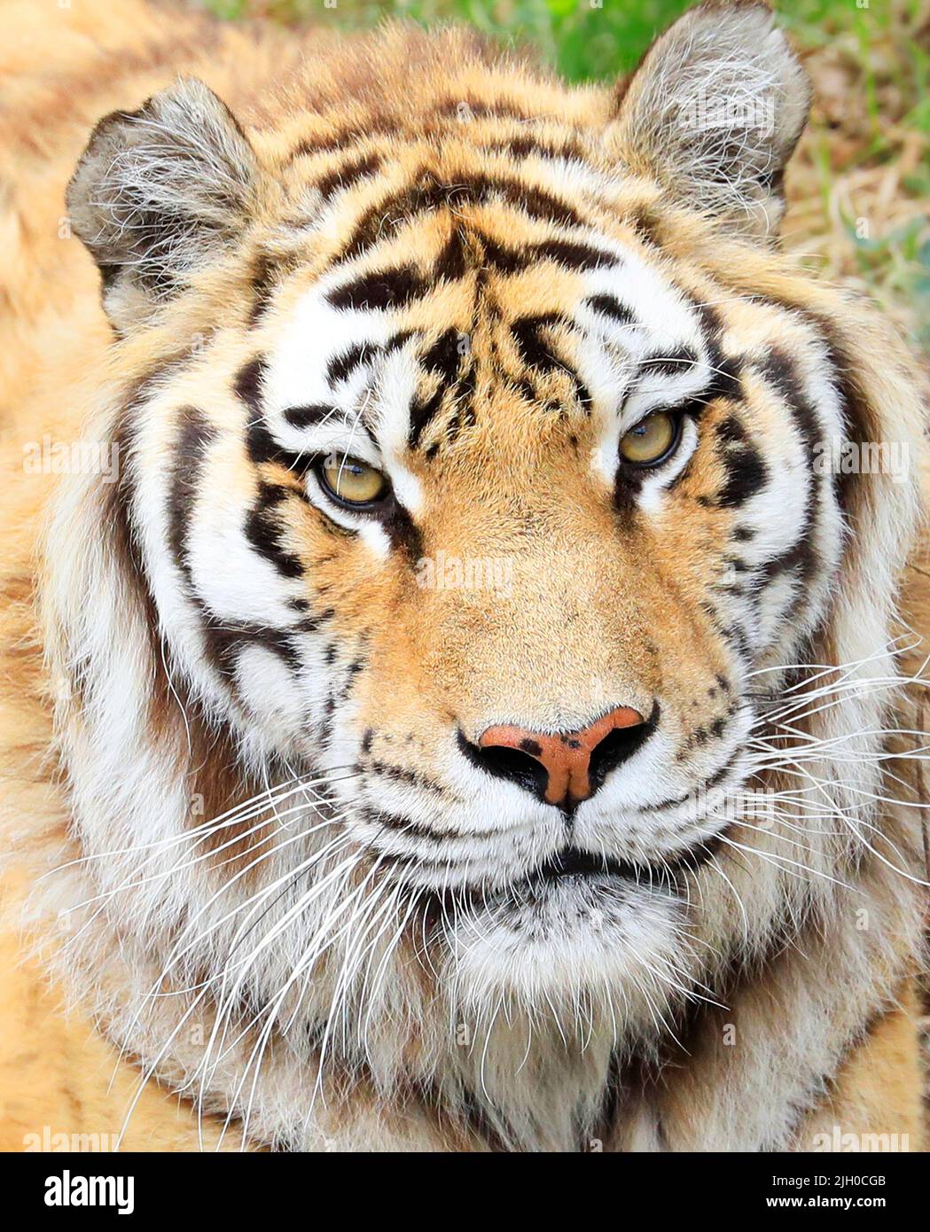 Primer plano del retrato Amur Tiger Foto de stock