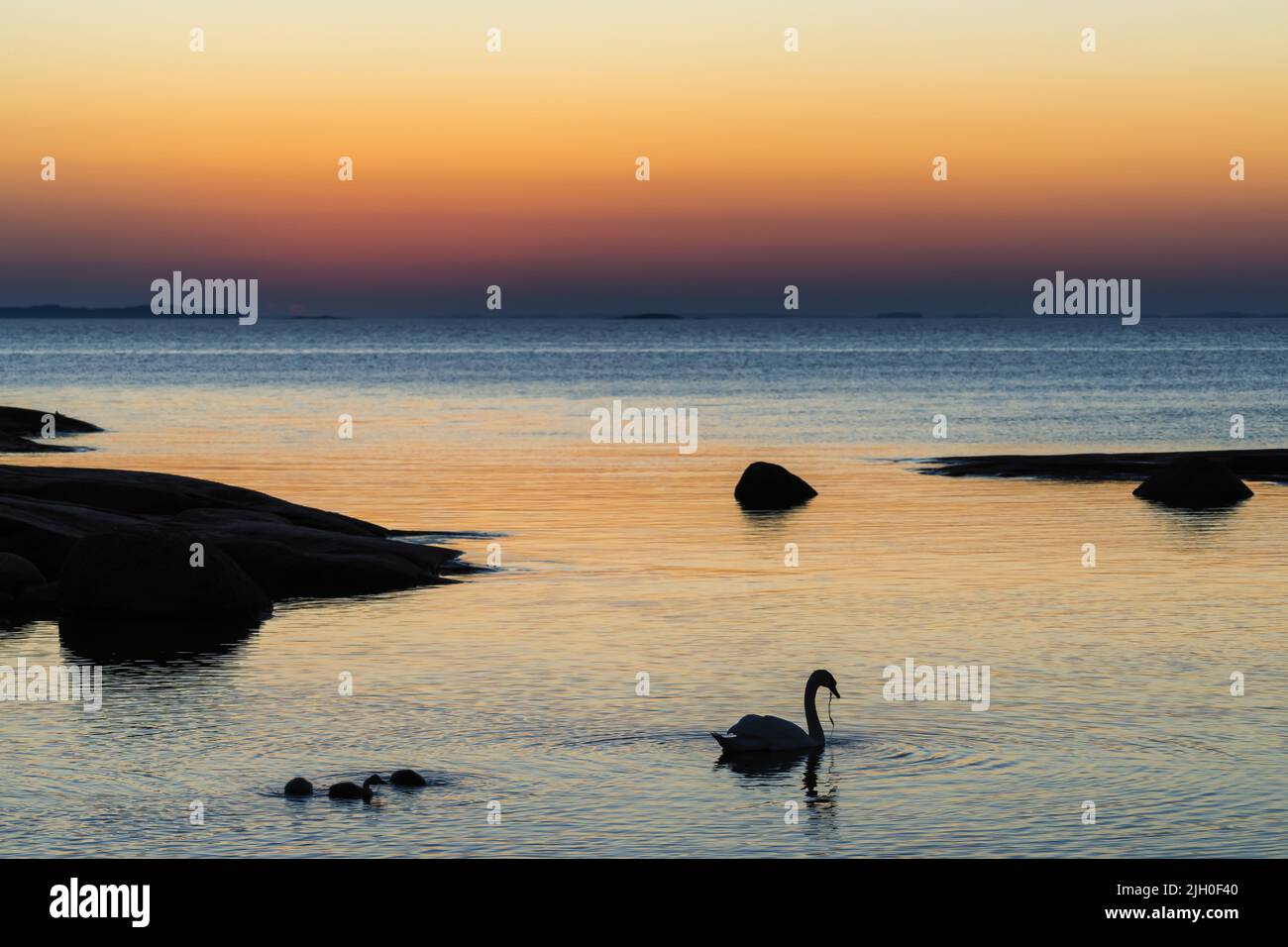 Familia mute de cisnes en la isla de Koivluoto, Hamina, Finlandia Foto de stock