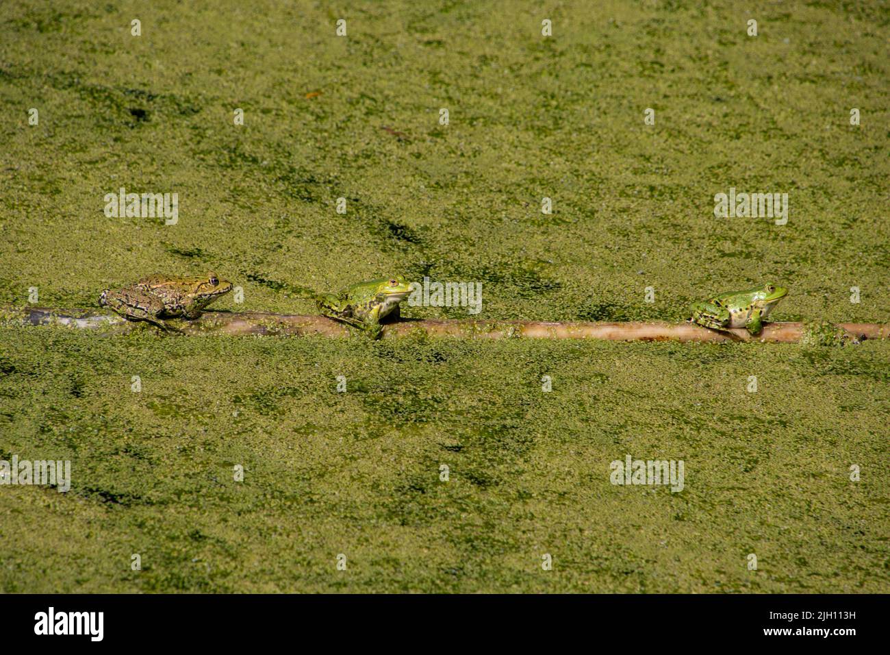 Tres ranas sentadas en un palo de madera Foto de stock